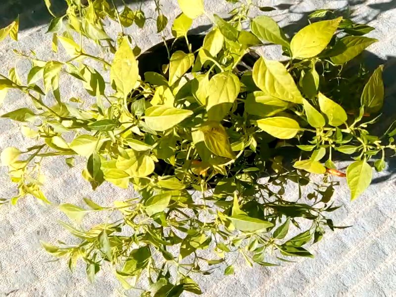 prikaz ljute papričice u saksiji