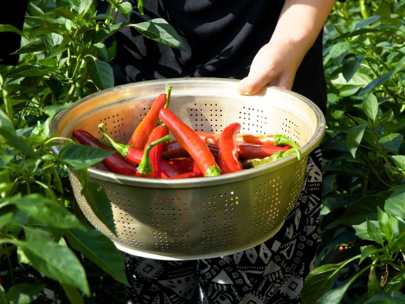 osoba bere ljutu papričicu