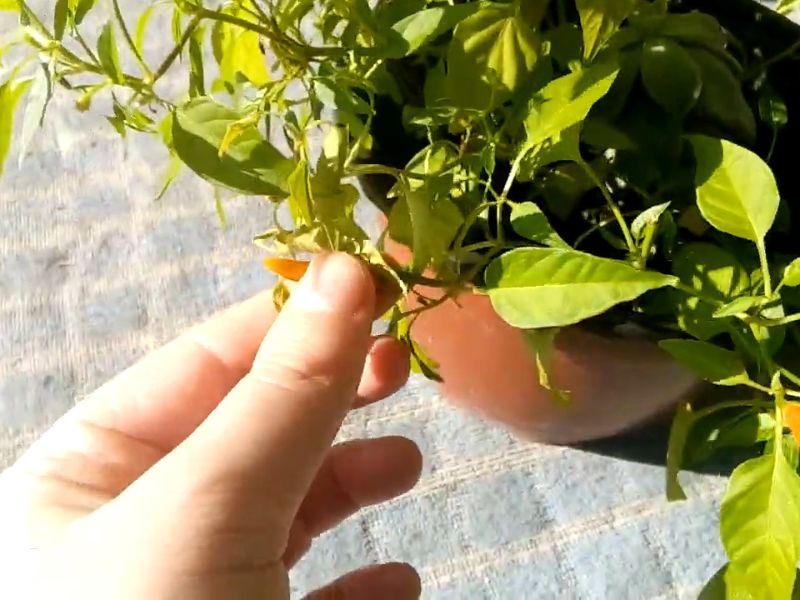 prikaz ploda ljute paprike u saksiji