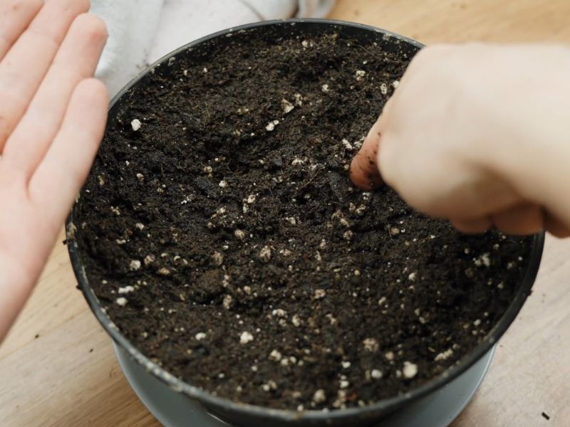 žena ubacuje seme u saksiju u kojoj je zemlja